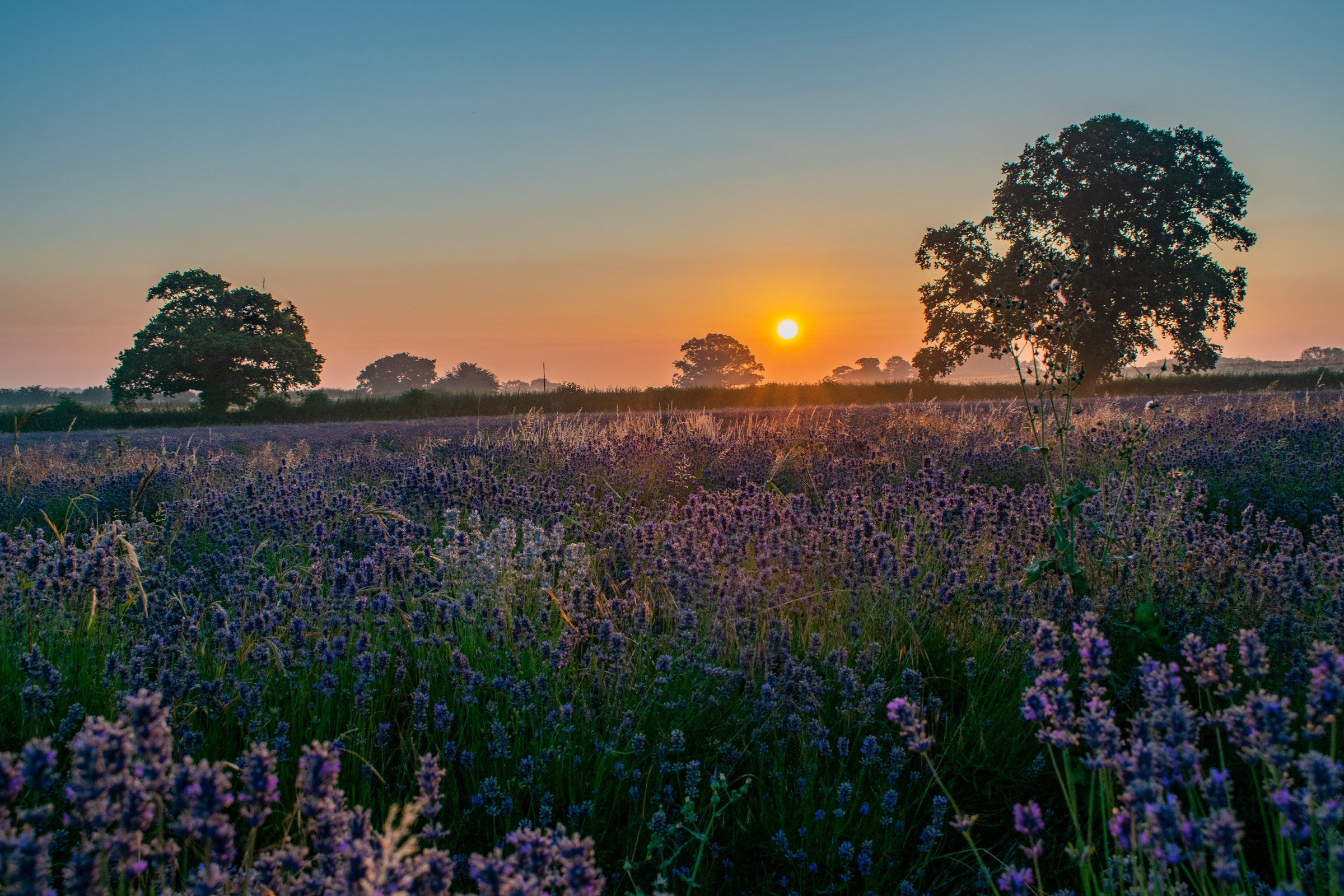 Sunrise over the lavendar fields of somerset